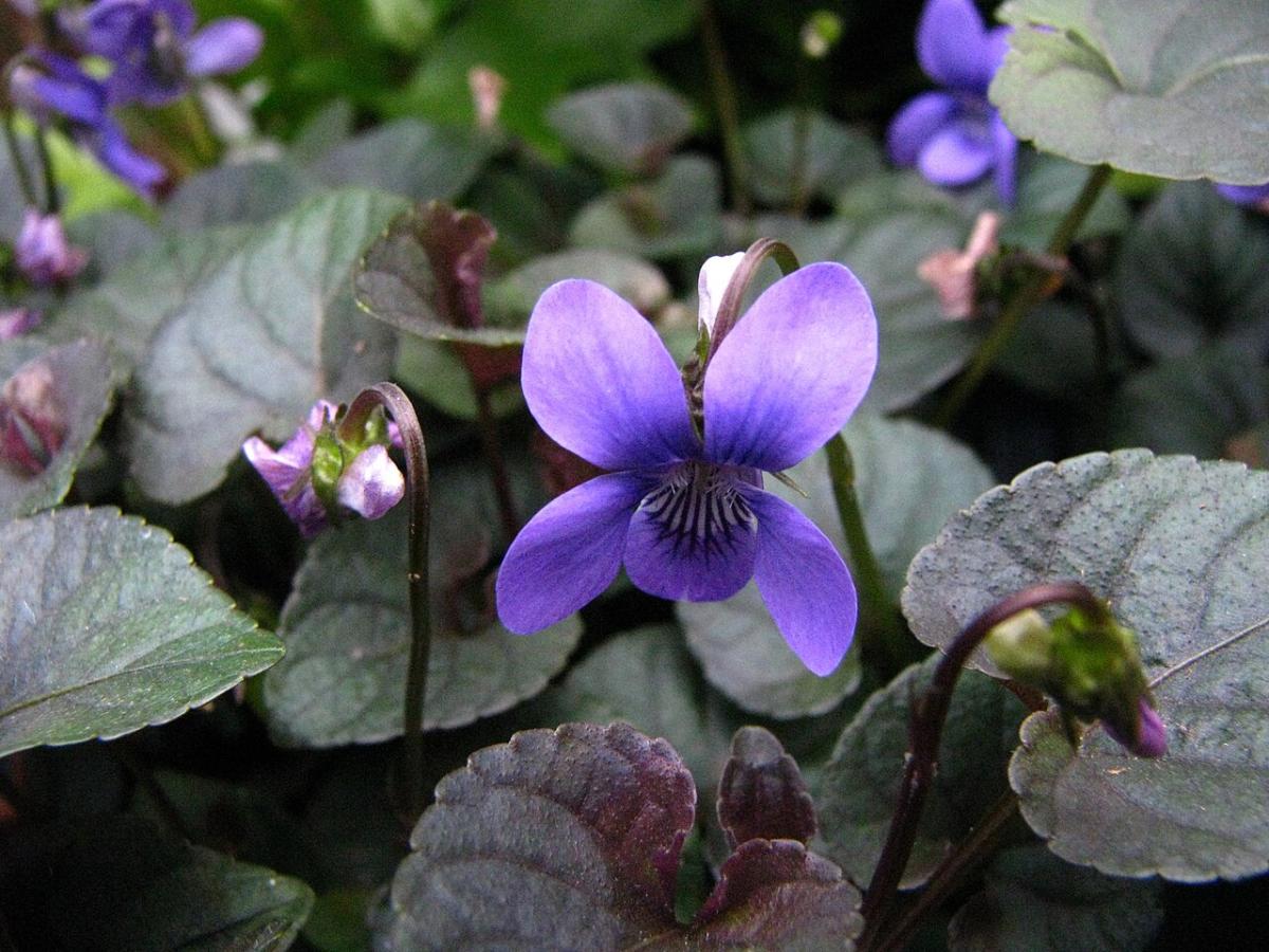 Violette du Labrador