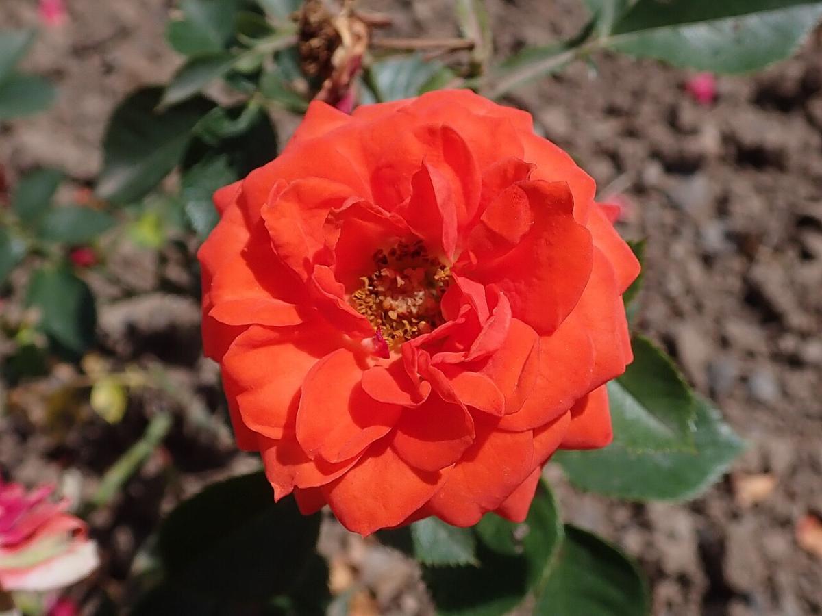 Rosier 'Orange Juwel'