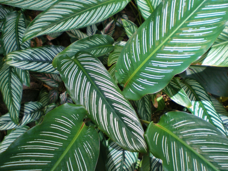 Calathéa ornata