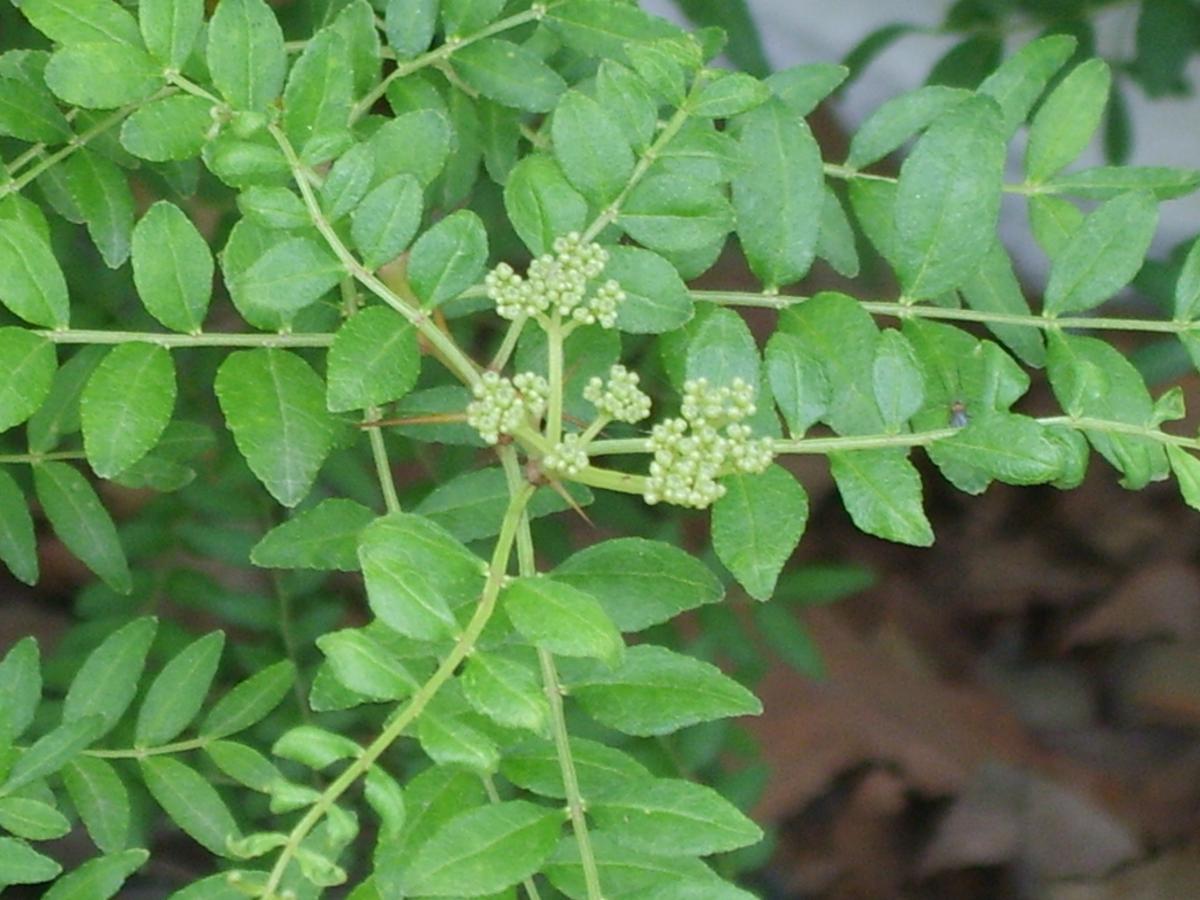 Poivrier de Sansho