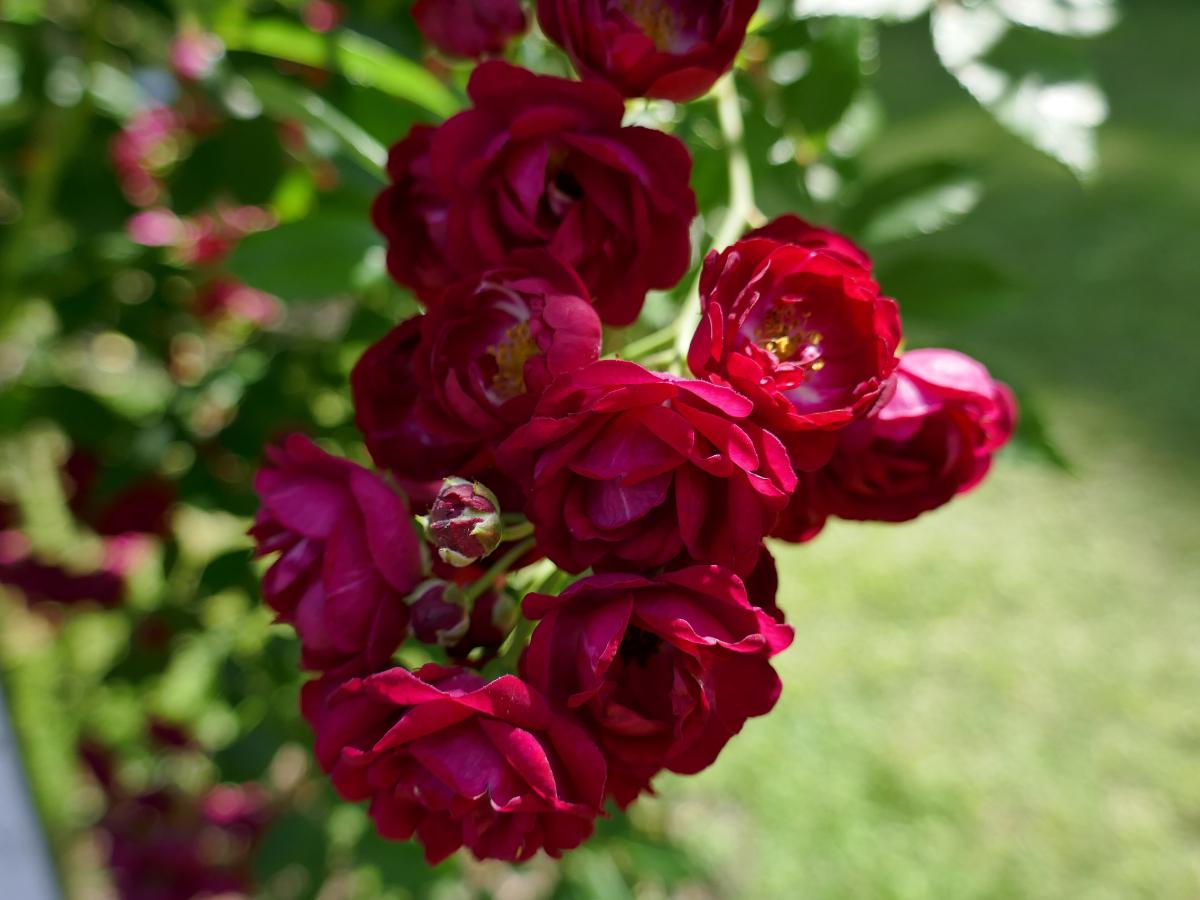 Rosier 'Perennial Domino'