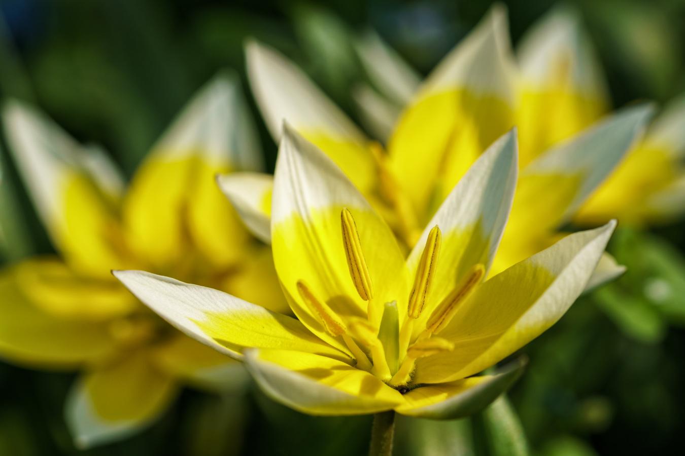 Tulipe tardive