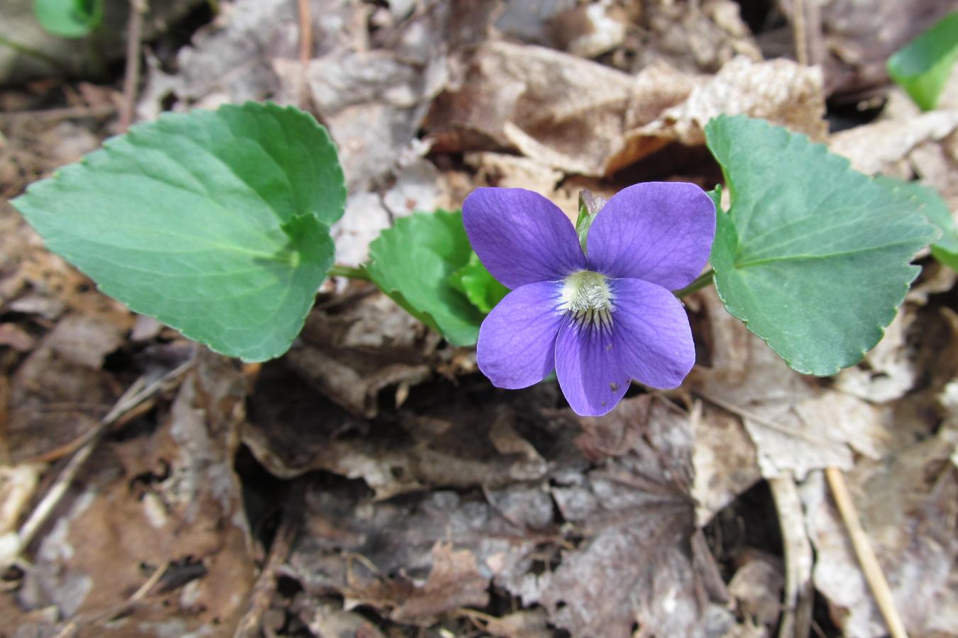 Violette de la Pentecôte