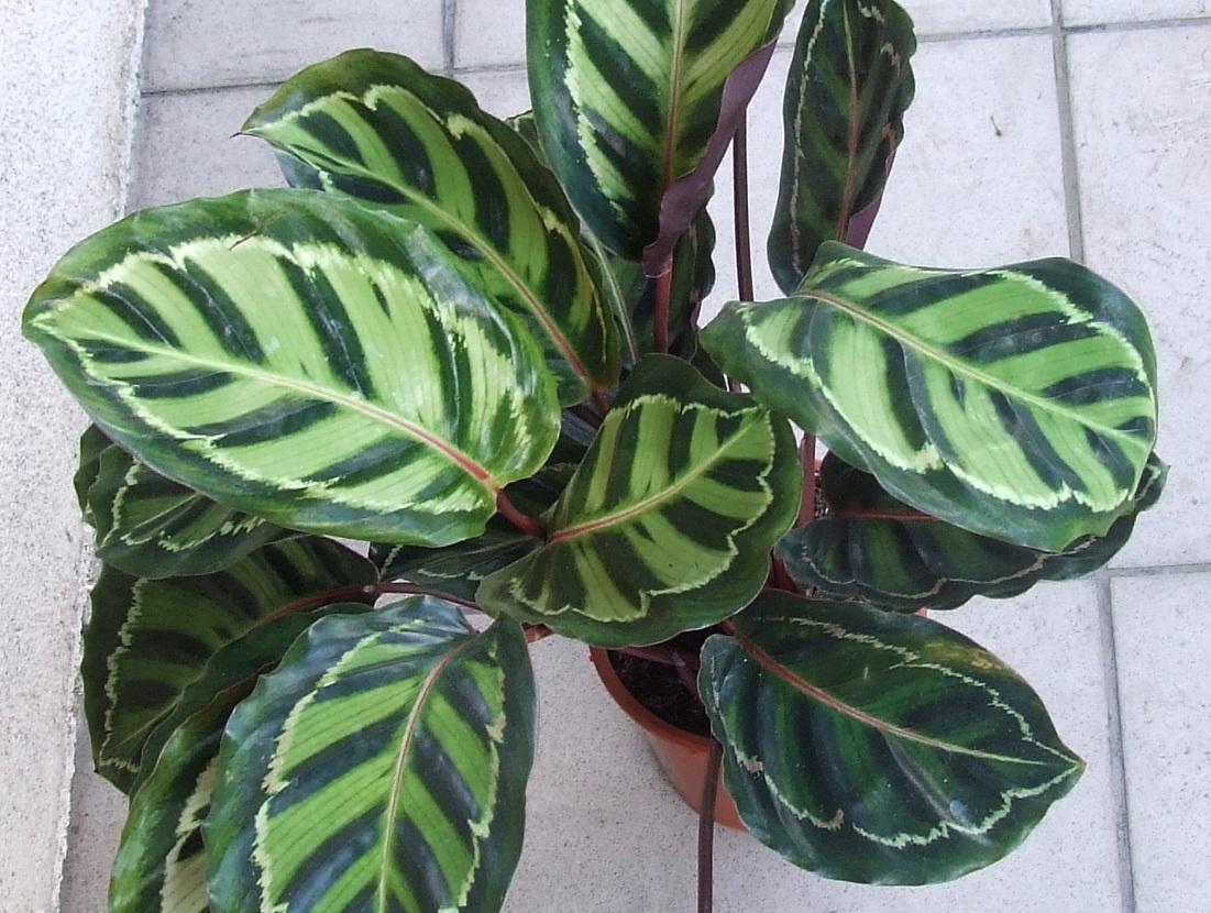 Calath&eacute;a roseopicta