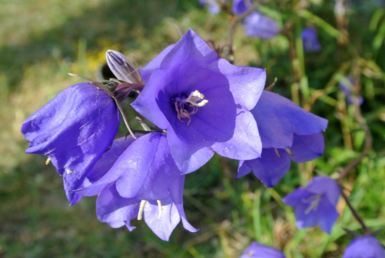 Campanule &agrave; feuilles de p&ecirc;cher
