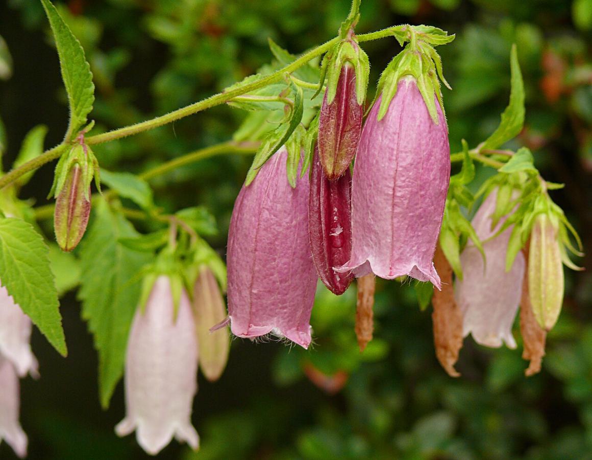 Campanule ponctu&eacute;e