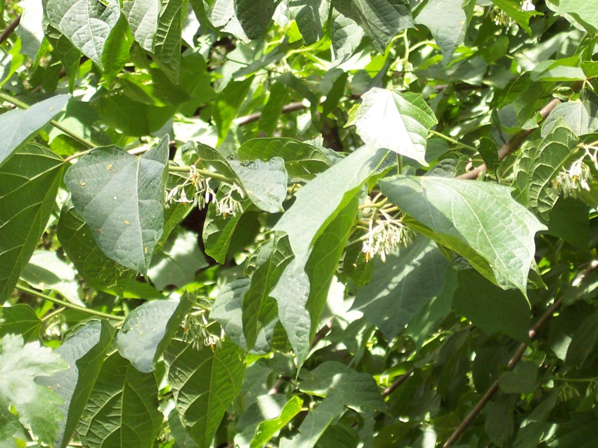 Alangium &agrave; feuilles de platane