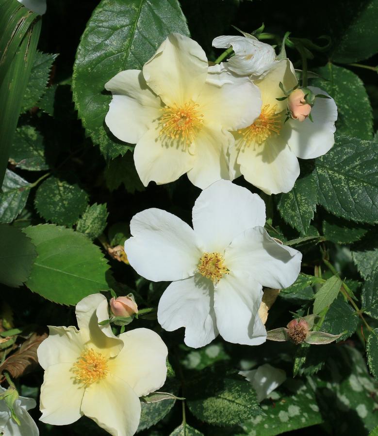 Rosier 'Kew Gardens'