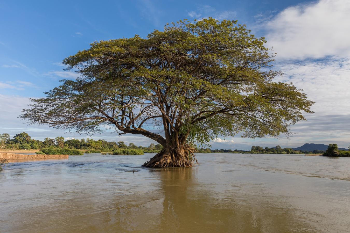 Arbre à pluie