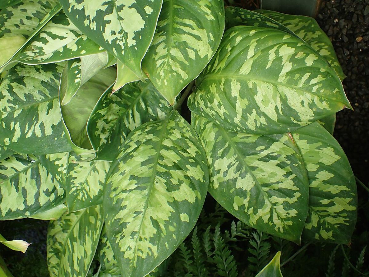 Homalomena walisii