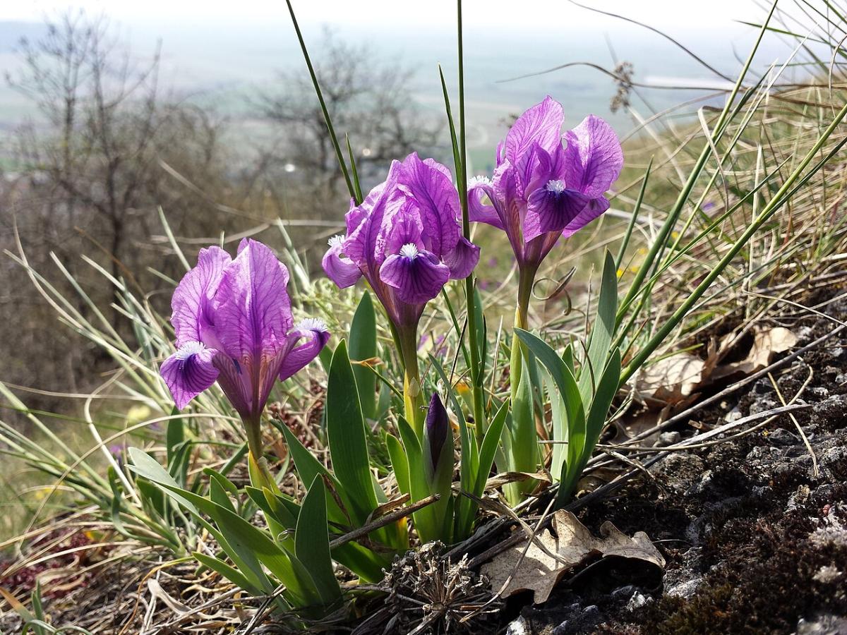 Iris nain