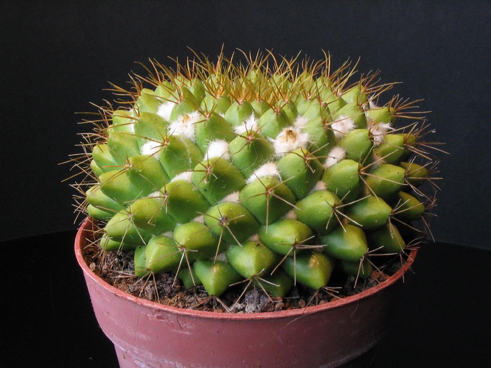 Mammillaria marksiana