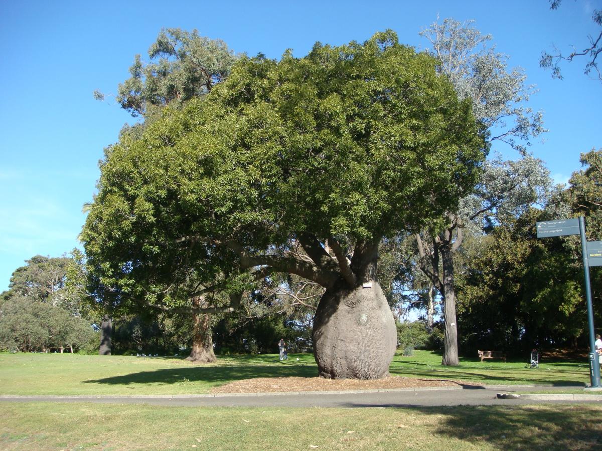 Arbre bouteille australien