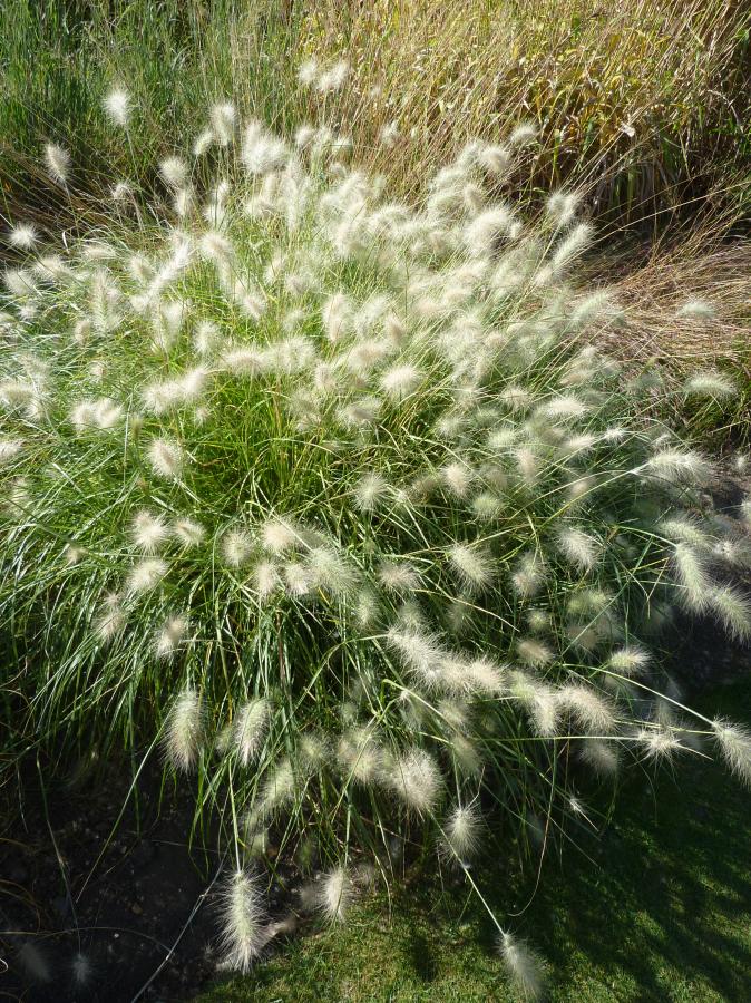 Herbe aux écouvillons hérissée