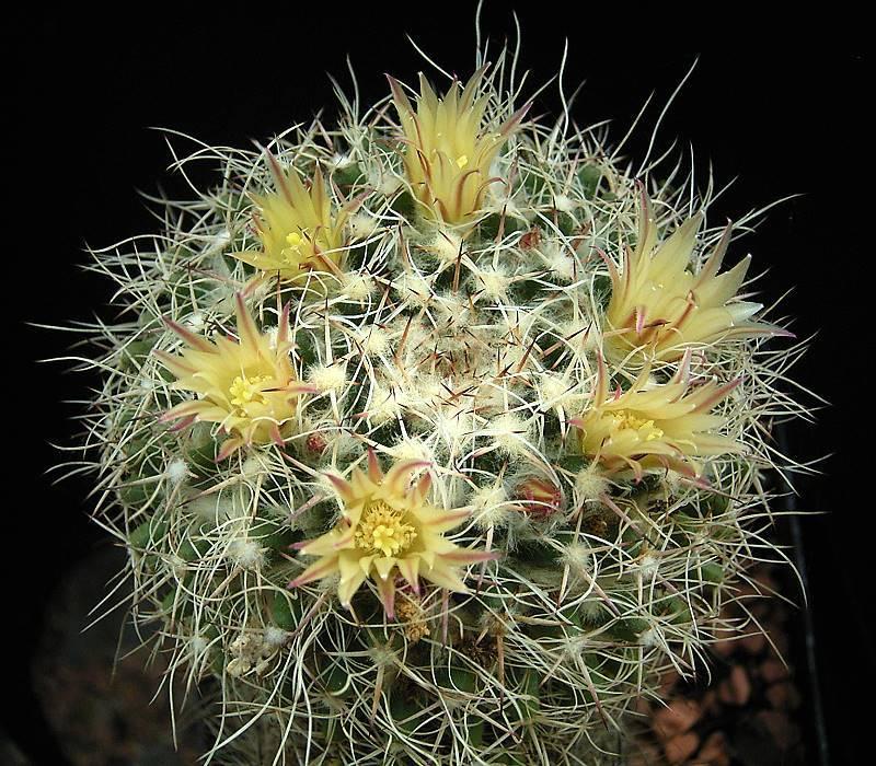 Mammillaria karwinskiana