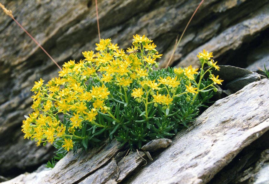 Saxifrage faux orpin
