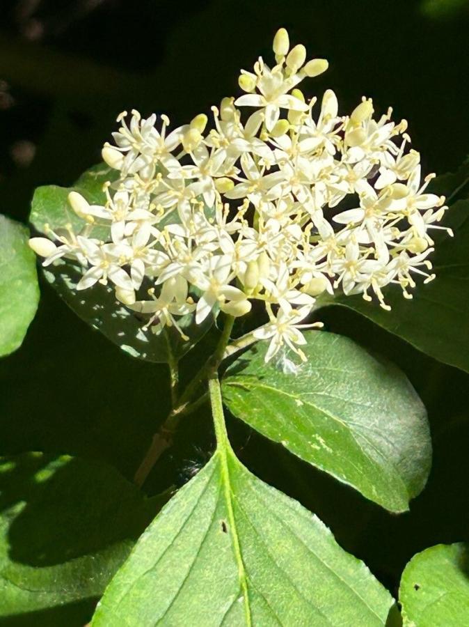Cornouiller de Drummond