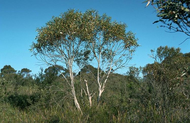 Eucalyptus de Gregson