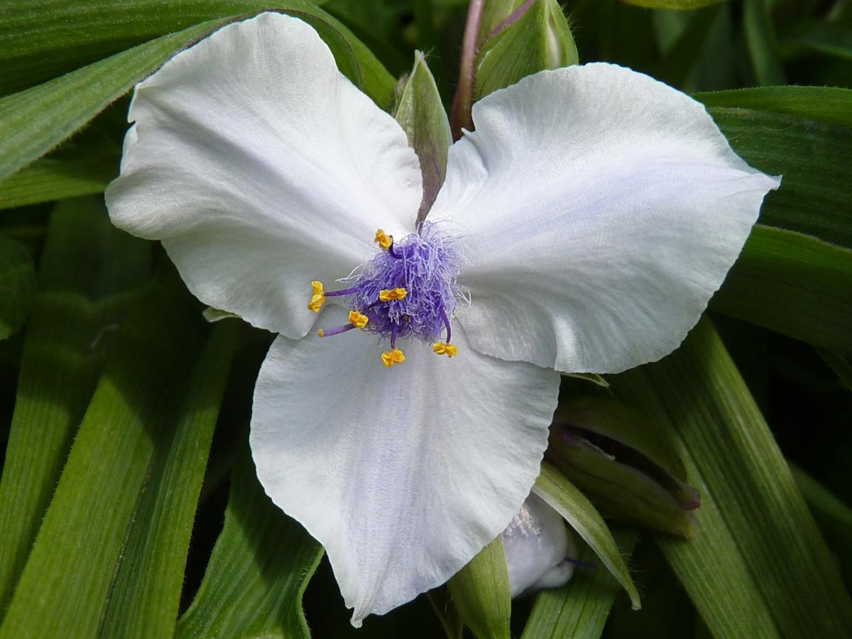Tradescantie d'Anderson