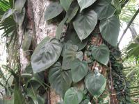 Philodendron