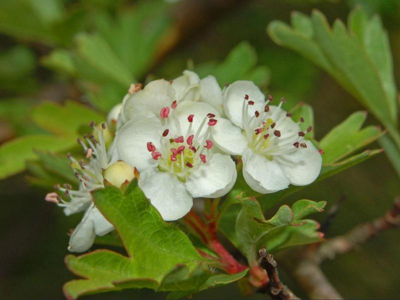 Rosacées