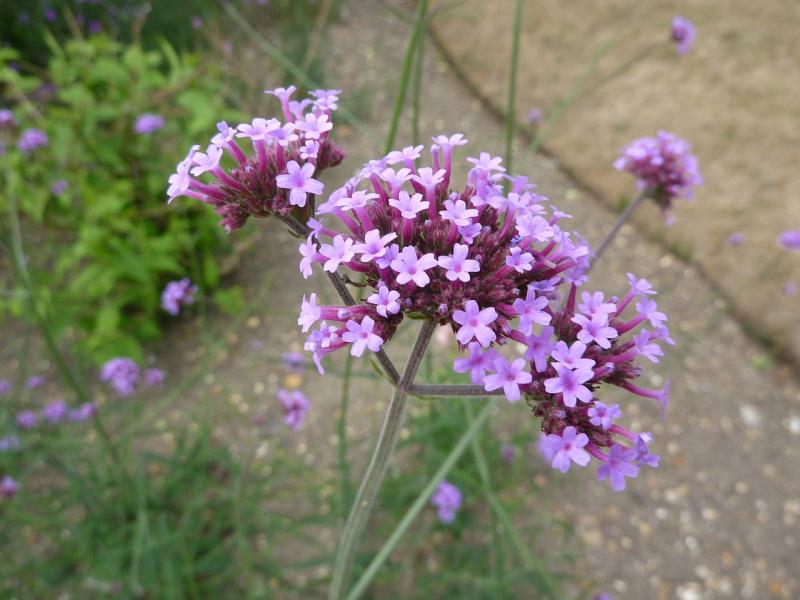 Verbénacées