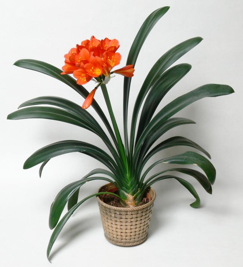 Clivia