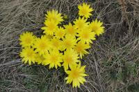 Adonis vernalis