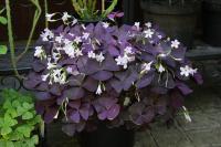 Oxalis pourpre