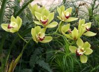 Cymbidium