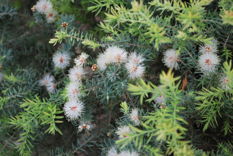 Graines Arbre à Thé - Melaleuca Alternifolia | 400 Graines + Substrat Coco | Plante Aromatique Huile Essentielle