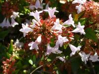 Abélia à grandes fleurs