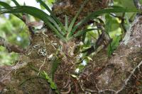 Angraecum