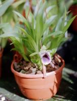 Cochleanthes