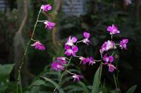 Dendrobium phalaenopsis