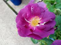 Rosier 'Rhapsody in Blue'