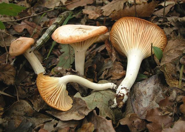 Hygrophore des bois