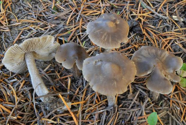 Tephrocybe de Boudier