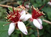 Feijoa