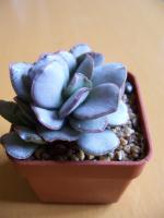 Adromischus schuldtianus