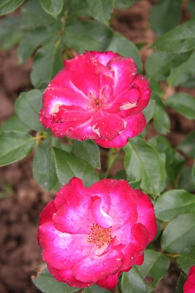 Rosier 'Loulou de Cacharel'