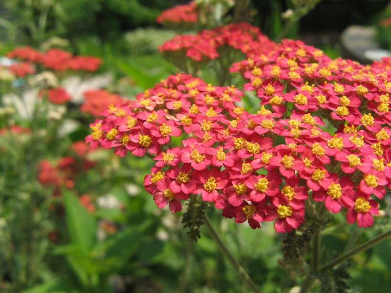 Végétaux pour jardin de curé