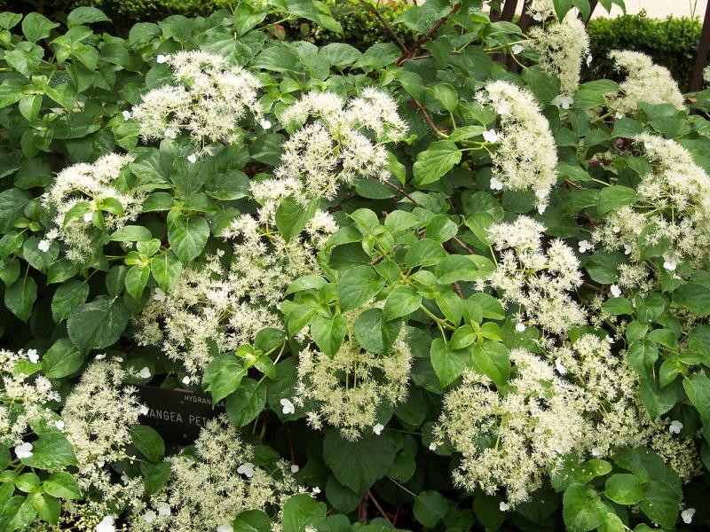 Hortensia grimpant