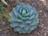 Agave potatorum