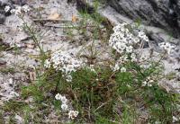 Achillée ptarmique