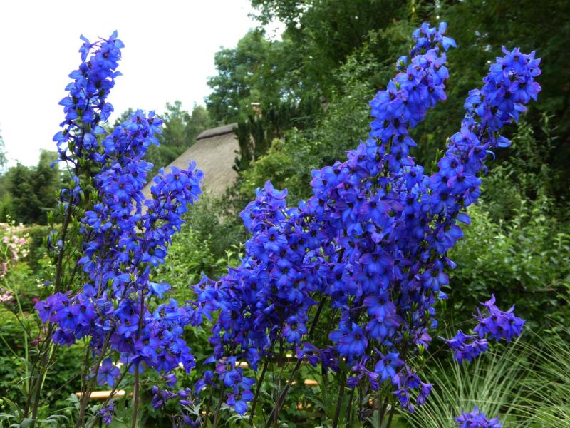 Végétaux pour jardin à l'anglaise