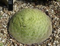 Aeonium plat