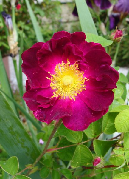 Rosier 'La Belle Sultane'