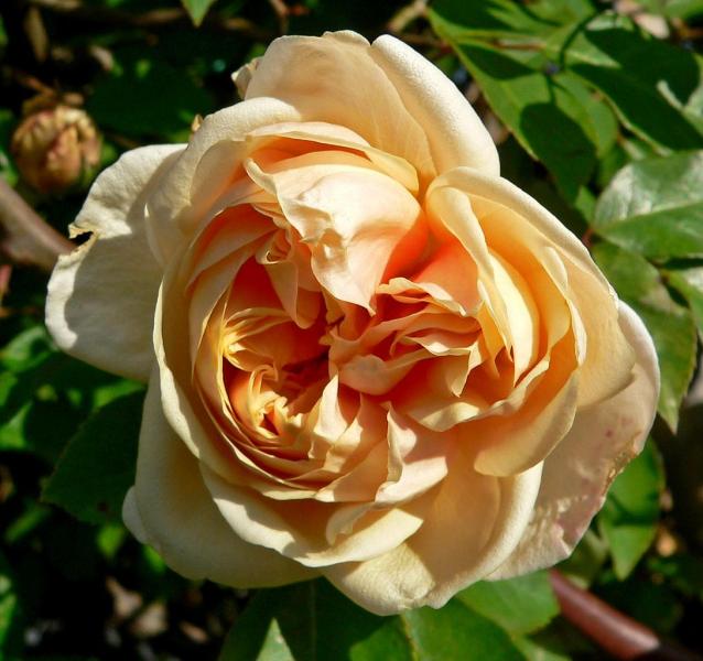 Rosier 'Rêve d'Or'