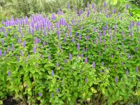 Agastache fenouil